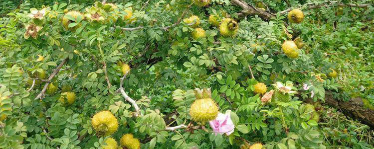 黔南布依族苗族自治州