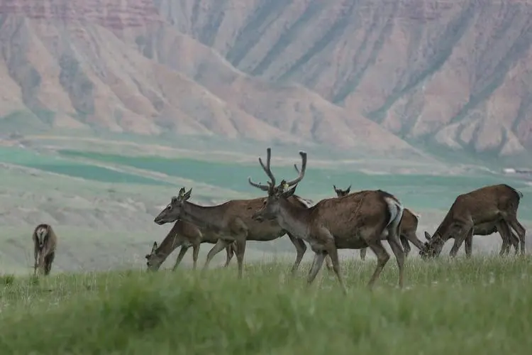 新疆维吾尔自治区