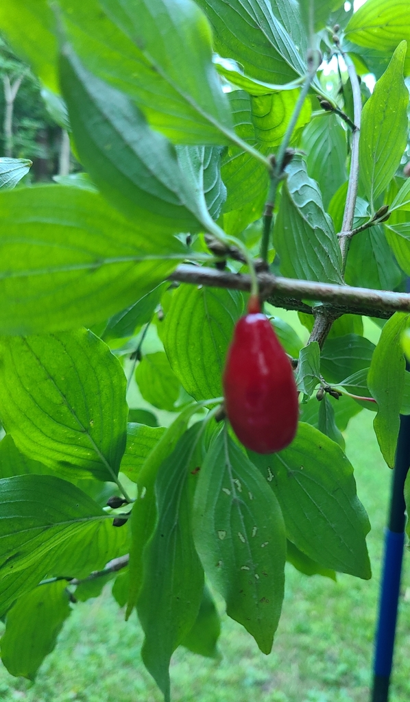 吴茱萸剪枝图片