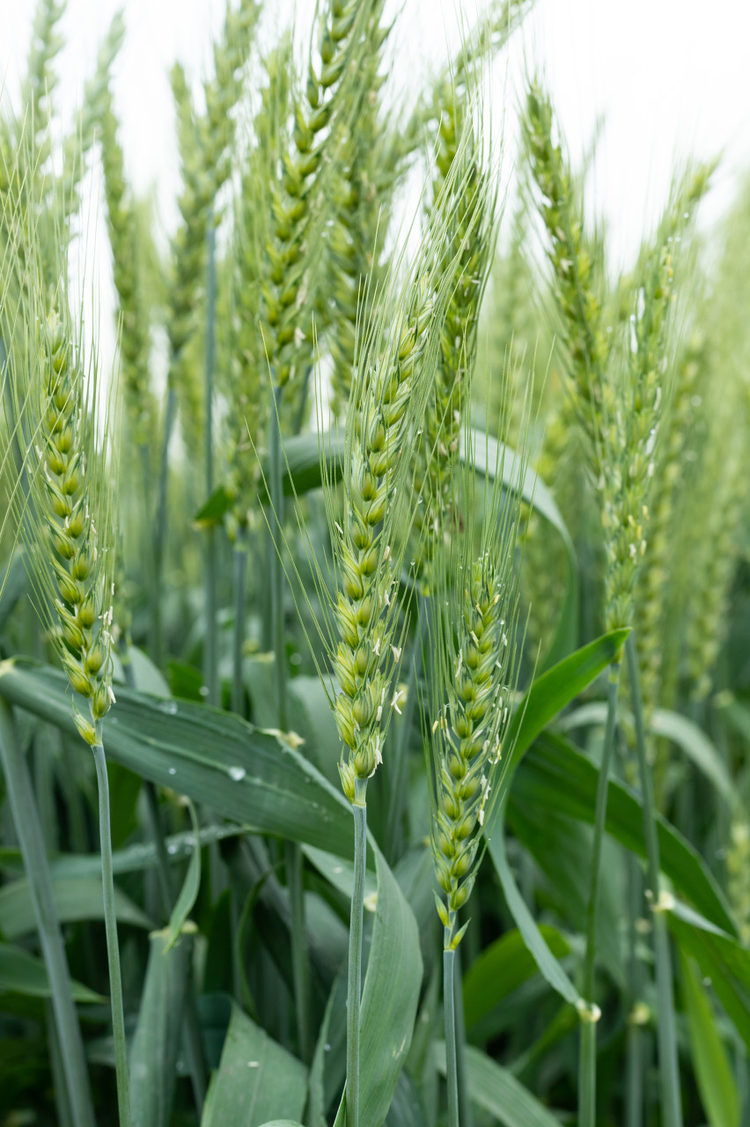 小麦