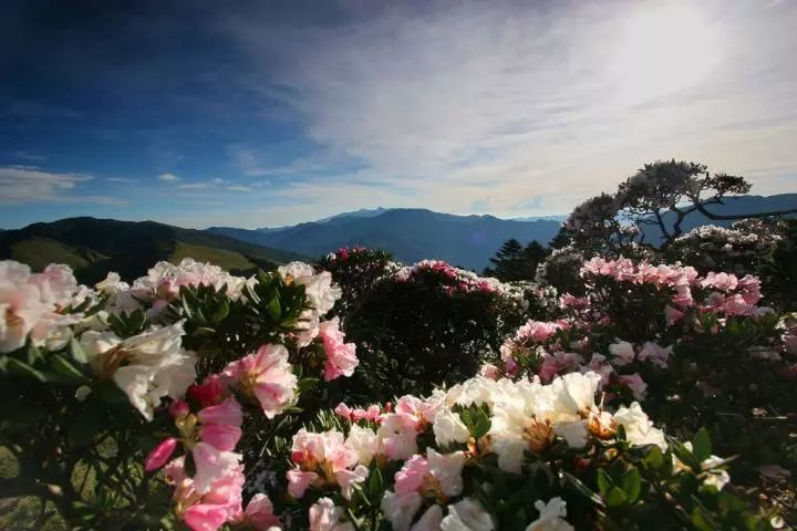 太白山杜鹃.jpeg