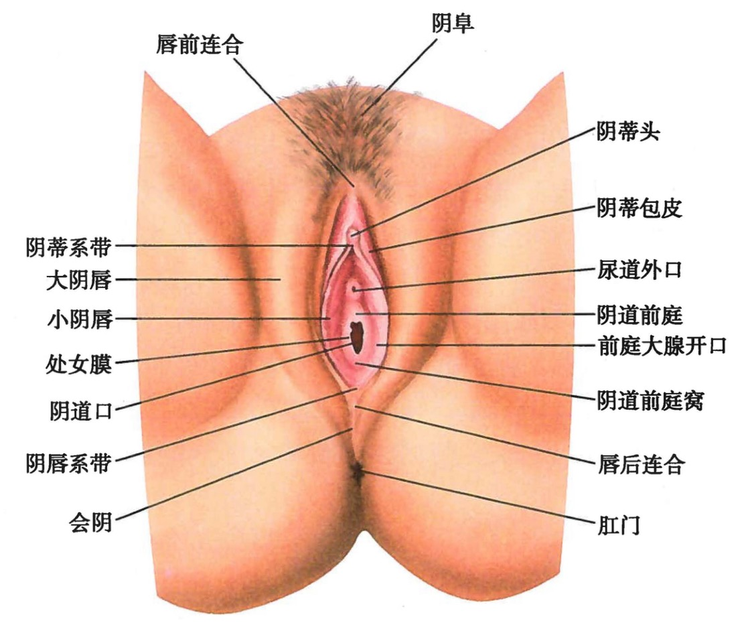 女性生殖系统