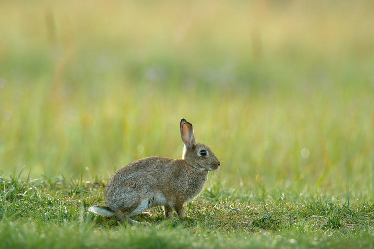 春花里的兔子Rabbit in spring flowers .jpeg