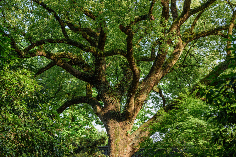 仰拍高大的香樟树