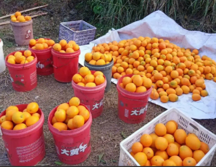 赣南脐橙