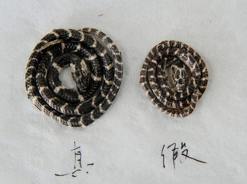 白花蛇[有鳞目蝰科动物]