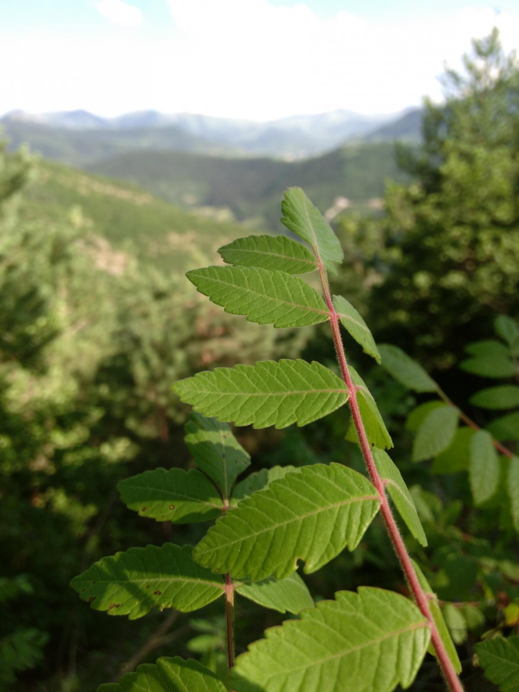 leaf_plant_leaves_26.jpeg