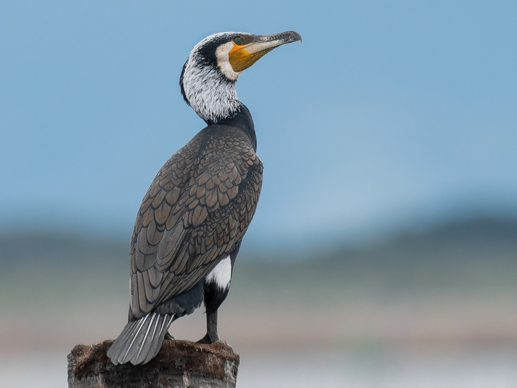 Great Cormorant.jpeg