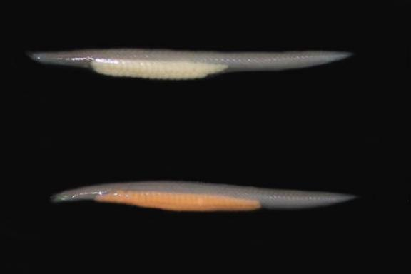 雌雄青岛文昌鱼形态特征区别：下为雌性、上为雄性.png