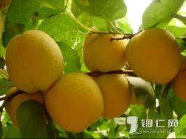 玉屏黄桃