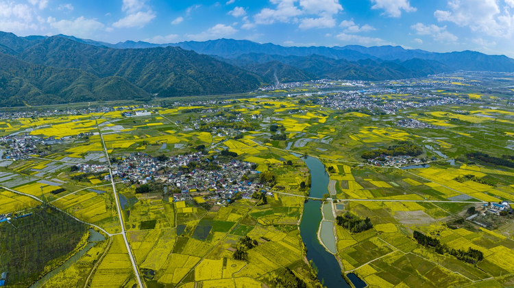 安徽省宣城市泾县青弋江畔 油菜花开