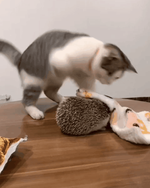 2020_1130_8847c366g00qkl7xc03fgc000db00gnc.gif