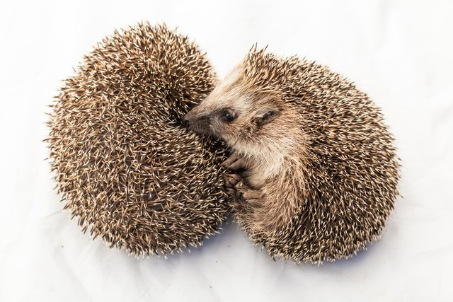可爱有趣的刺猬Cute funny Hedgehogs.jpeg
