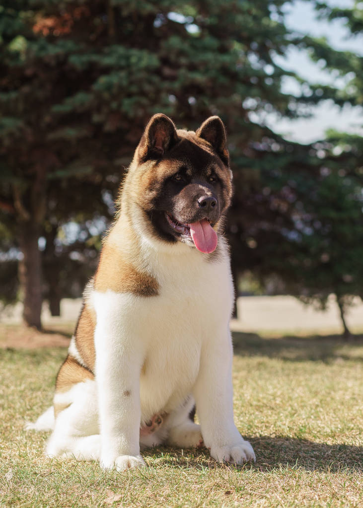 秋田犬