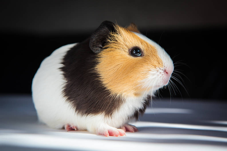 豚鼠(Cavia porcellus)是一种受欢迎的家庭宠物。Guinea pig (Cavia porcellus) is a popular household pet.