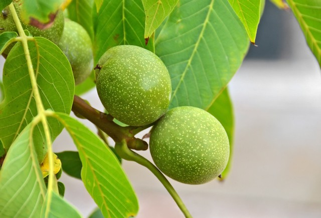 果实核桃树(胡桃楸)Walnut tree (Juglans regia) with fruit.jpeg