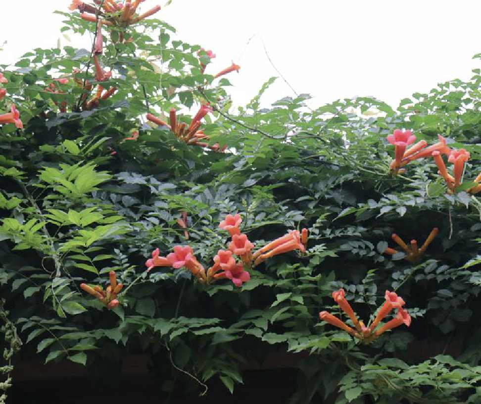 美洲凌霄