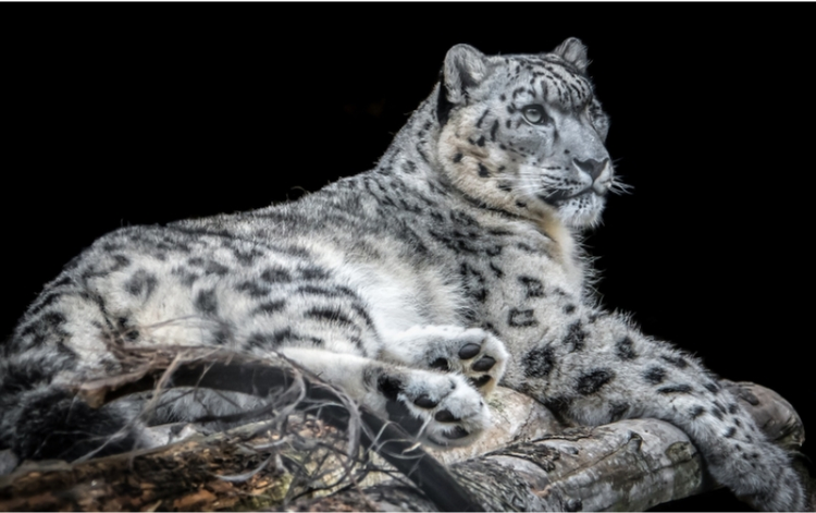 迪庆藏族自治州