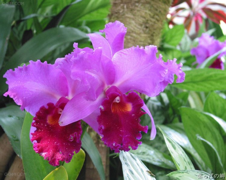 坎涂花