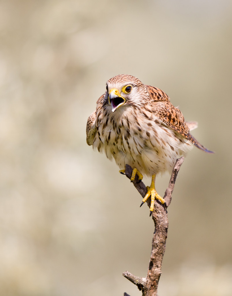 树枝上的红隼Kestrel on the branch