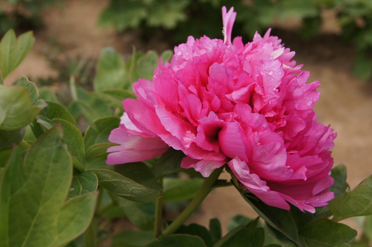 菏泽牡丹