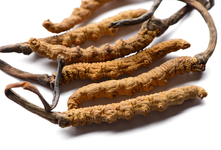 一组新鲜的冬虫夏草。隔离在白色背景上。Group of fresh cordyceps sinensis.Isolated on white background..jpeg