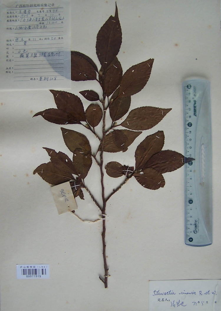紫茎