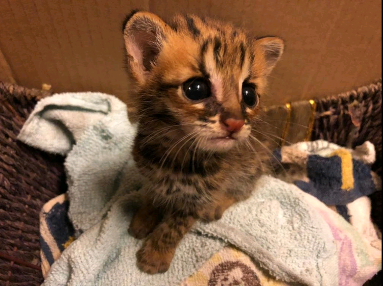 豹猫