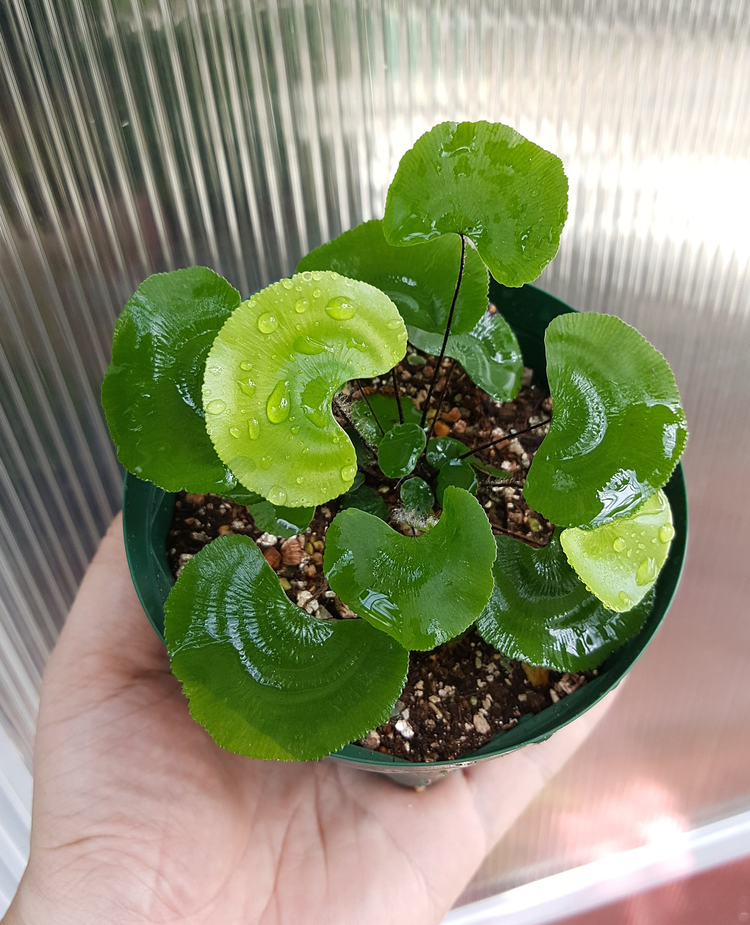 荷叶铁线蕨