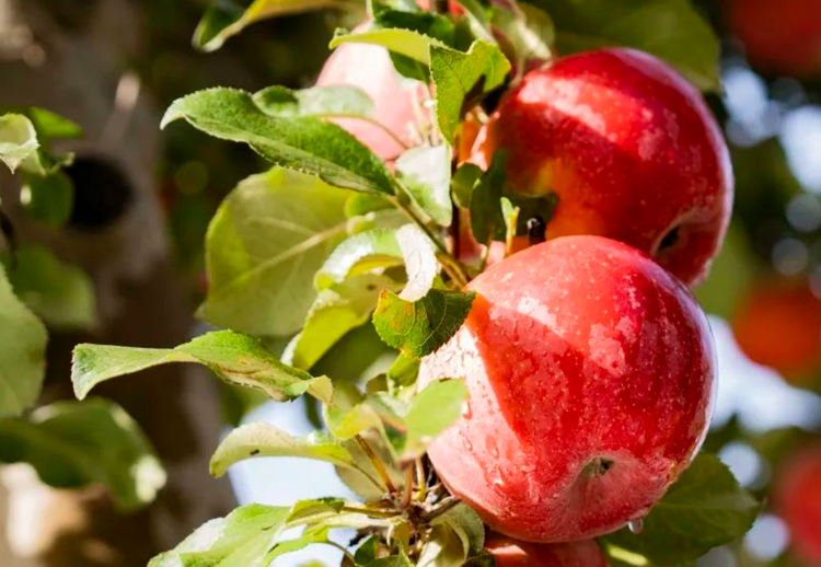 新疆维吾尔自治区