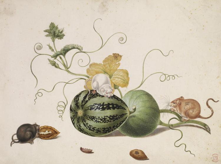 《House mice, melons and nuts》.jpeg