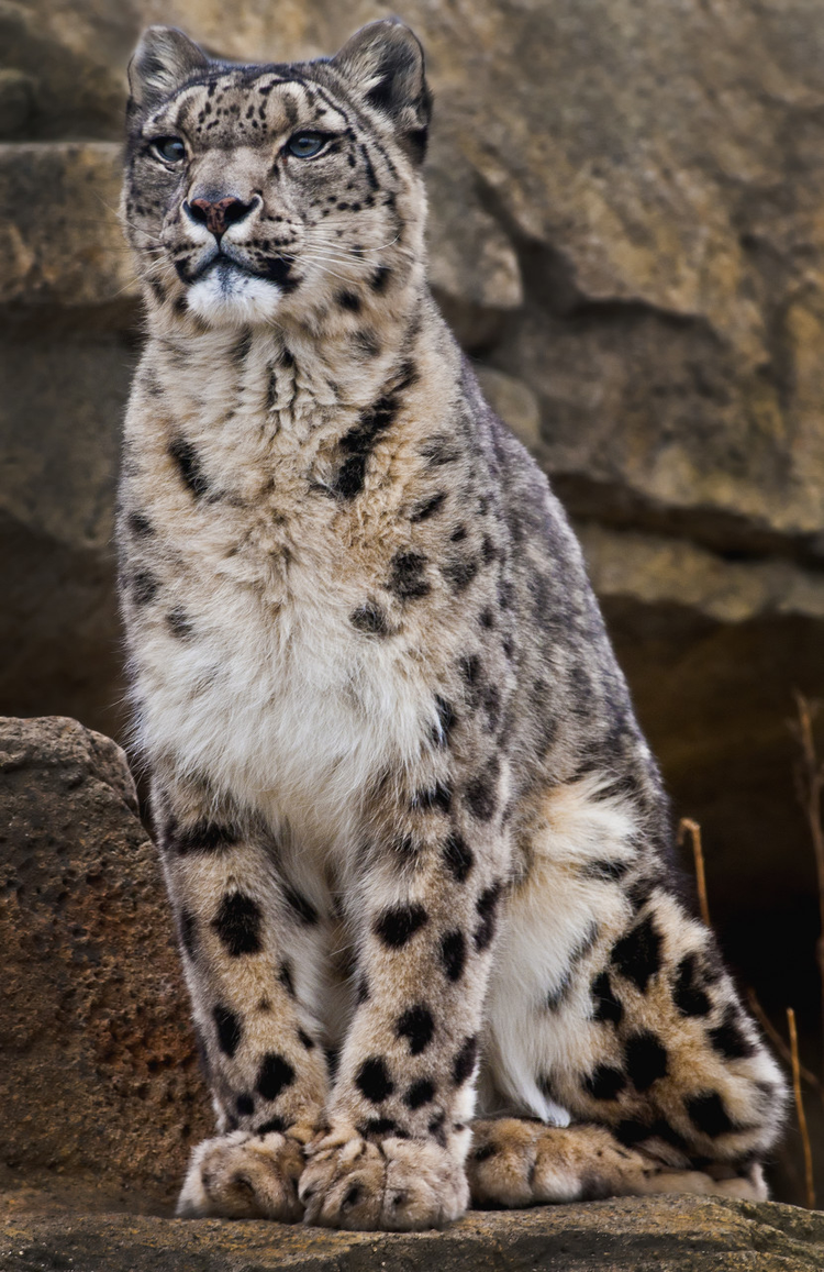 雪豹Snow Leopard.jpeg