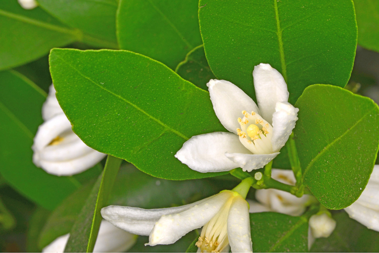 柠檬花Lemon flower