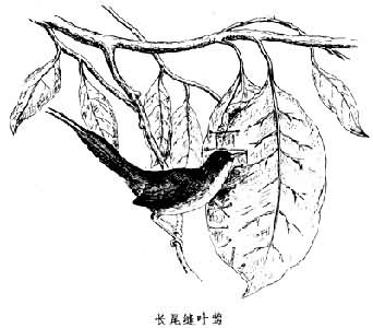 莺亚科