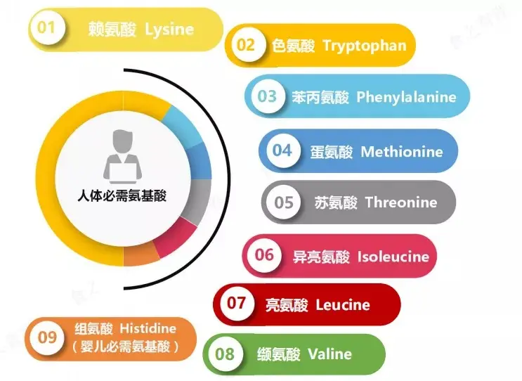 必需氨基酸