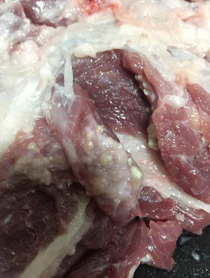 痘猪肉