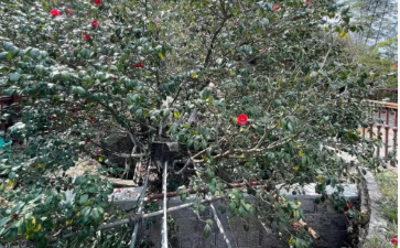 植物3.png