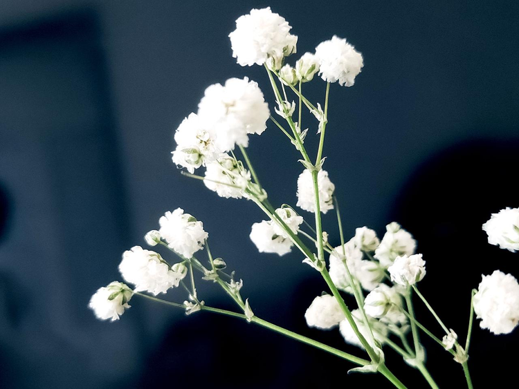 花卉