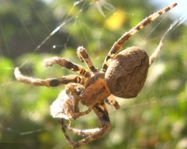 大腹园蛛 (园蛛科园蛛属动物)