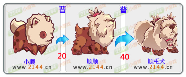 顺毛犬