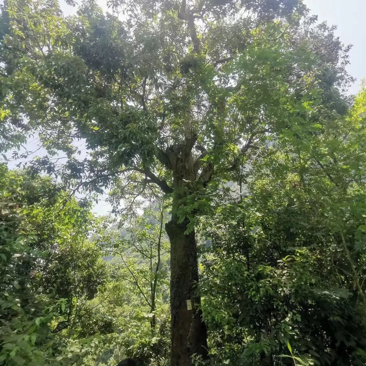 江川区