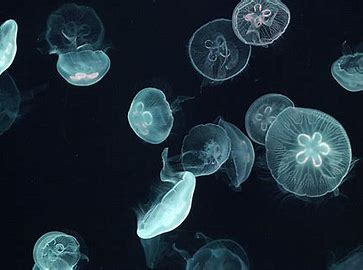 海月水母