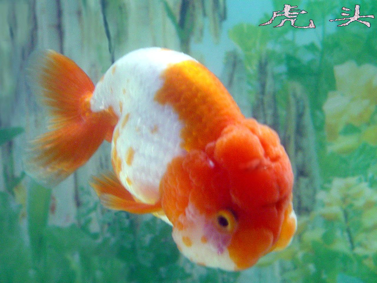 金鱼