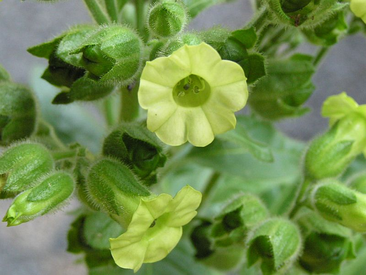 黄花烟草.png