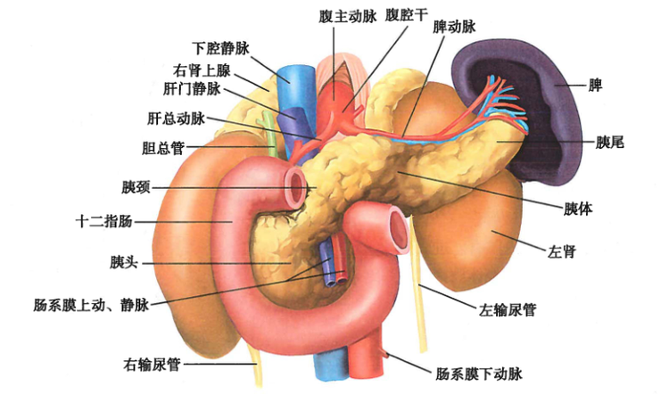 解剖.png