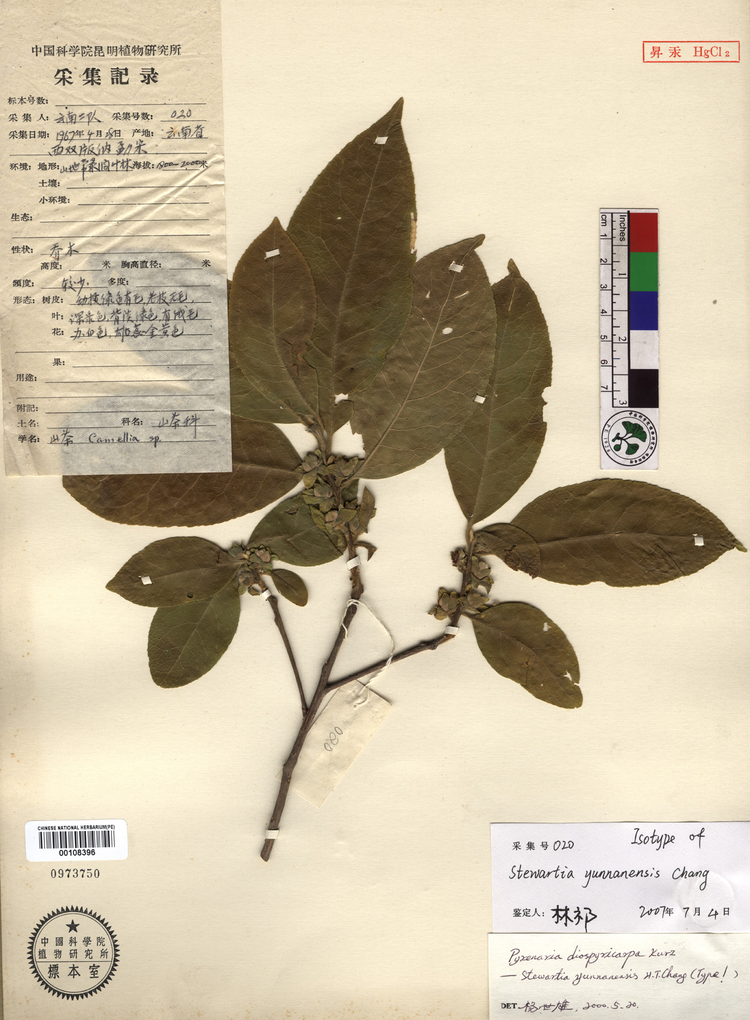 紫茎