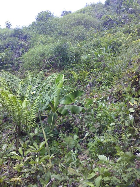植物