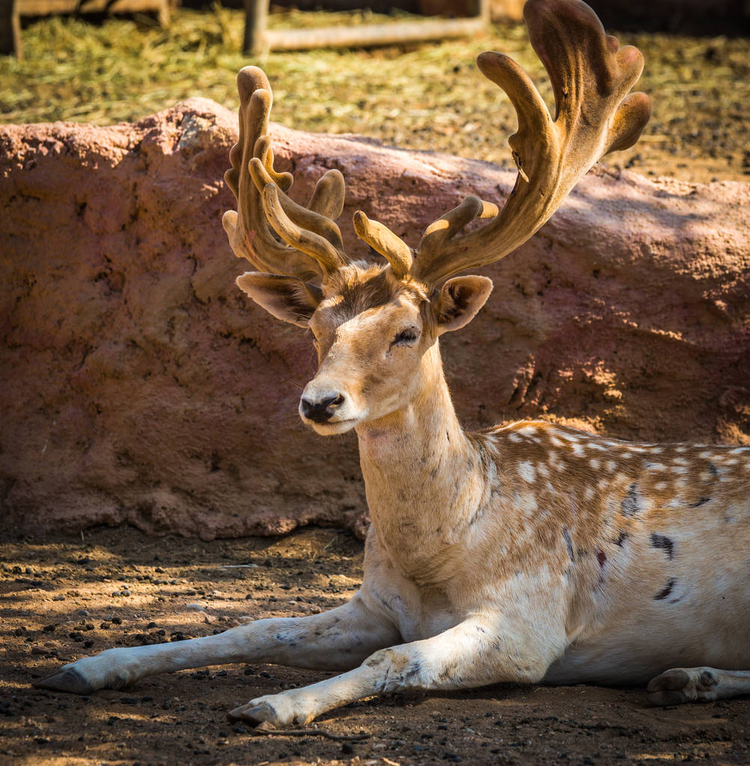 梅花鹿，有年轻的软垫皮革角Sika deer with young upholstered leather horns
