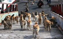 青岛[爱媛县大洲市所辖岛屿]