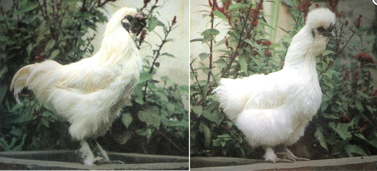 乌鸡